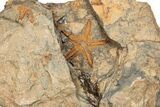 Ordovician Starfish (Petraster?) Fossil with Pos/Neg - Morocco #203528-1